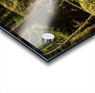 Dense vegetation in temperate rain forest in Alaska Acrylic print