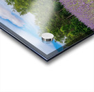 Lavender plants in blossom in early July with gazebo Acrylic print