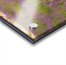 Lavender plants in blossom in early July in detail Acrylic print