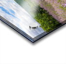 Lavender plants in blossom in early July with building Acrylic print