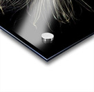 Macro photo of swamp milkweed seed pod Impression Acrylique