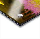 Pastel drawing of lavender plants in blossom Acrylic print