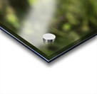 Close up of Snowy Owl against green rainforest in summer Acrylic print