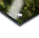 Close up of Snowy Owl against green rainforest Impression Acrylique