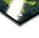 Wild brown or black bear cub high in tree in Alaska Acrylic print