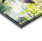 Anhinga bird drying its feathers in Everglades Acrylic print