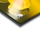 Two mangoes and one cut mango reflecting Acrylic print