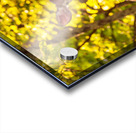 White tailed deer feeds at Big Meadow Acrylic print