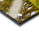 Famous Tree Tunnel of Eucalyptus trees Acrylic print