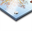 Old houses in Colonial Williamsburg Acrylic print