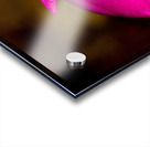 Christmas Cactus Flower  Acrylic print