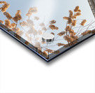 Cherry blossoms framing the Capitol Acrylic print