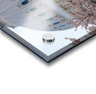 Cherry blossoms by the Capitol dome at dawn Acrylic print