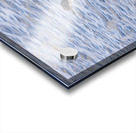 Imperial Cormorant seabird on rock in Punta Arenas Chile Acrylic print