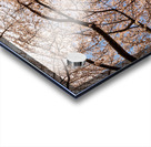 Looking up at Cherry blossoms over walking trail in Morgantown Acrylic print