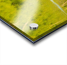 Two ducks floating through reflection of sunlit trees Acrylic print