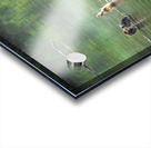 Group of ducklings washing in lake at dusk Acrylic print