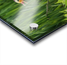 Mandarin Duck on the lakeshore at the Mere in Ellesmere  Impression Acrylique