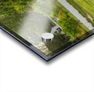 Sheep grazing in meadow in Williamsburg Virginia Acrylic print