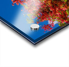 Gorgeous rainbow shower tree blossoms against blue sky Acrylic print