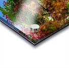 Gorgeous rainbow shower tree blossoms against blue sky Acrylic print