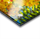 Gorgeous rainbow shower tree blossoms in Hawaii Acrylic print