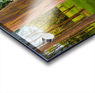 Group of rainbow eucalyptus trees in Keahua Arboretum Acrylic print