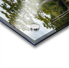 Large bald cypress trees rise out of water in Atchafalaya basin Acrylic print