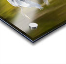 Great blue heron taking off from calm water in Atchafalaya basin Acrylic print