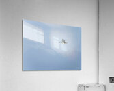 Imperial Shag or Cormorant flying by Cape Horn in Chile Impression acrylique