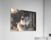 Single magellanic penguin chick showing papillae in mouth Acrylic Print