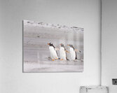 Three Gentoo penguins at Bluff Cove  running on sandy beach Acrylic Print