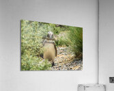 Single male magellanic penguin in plants in Punta Tombo Acrylic Print