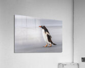 Single Gentoo penguin on Falklands walking to ocean Impression acrylique