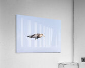 Southern giant petrel flying alongside cruise ship in South Atla Acrylic Print