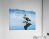 Falkland Steamer duck walking in the surf on Falklands Islands Acrylic Print