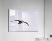 Southern giant petrel flying alongside cruise ship in South Atla Acrylic Print