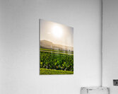 Verdant taro fields thrive under the Hawaiian sun near Hanalei B Acrylic Print