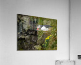 Single puffin on the cliffs in the Skalanes Nature and Heritage  Acrylic Print