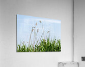 Tall reeds and green grasses sway gently against a light blue sk Acrylic Print