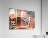 Bighorn sheep lamb grazing among formations in Valley of Fire st Acrylic Print