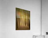 Path through pine trees with intentional camera movement Acrylic Print