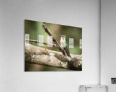 White throated mountaingem hummingbird perched on a twig  in Cos Acrylic Print