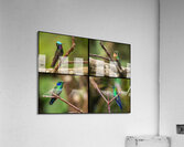 Montage of four humming birds from Costa Rica Acrylic Print
