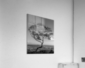 Solitary tree overlooks Waikiki in Black and White Acrylic Print