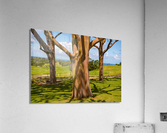 Group of three rainbow eucalyptus trees  Acrylic Print