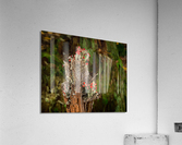 Cladonia cristatella or British Soldiers Lichen or algae Acrylic Print