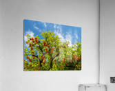 Oranges growing in courtyard of monastery Impression acrylique