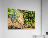 Grapes for port wine by the River Douro Impression acrylique