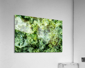 Freshly washed and trimmed kale leaves Acrylic Print